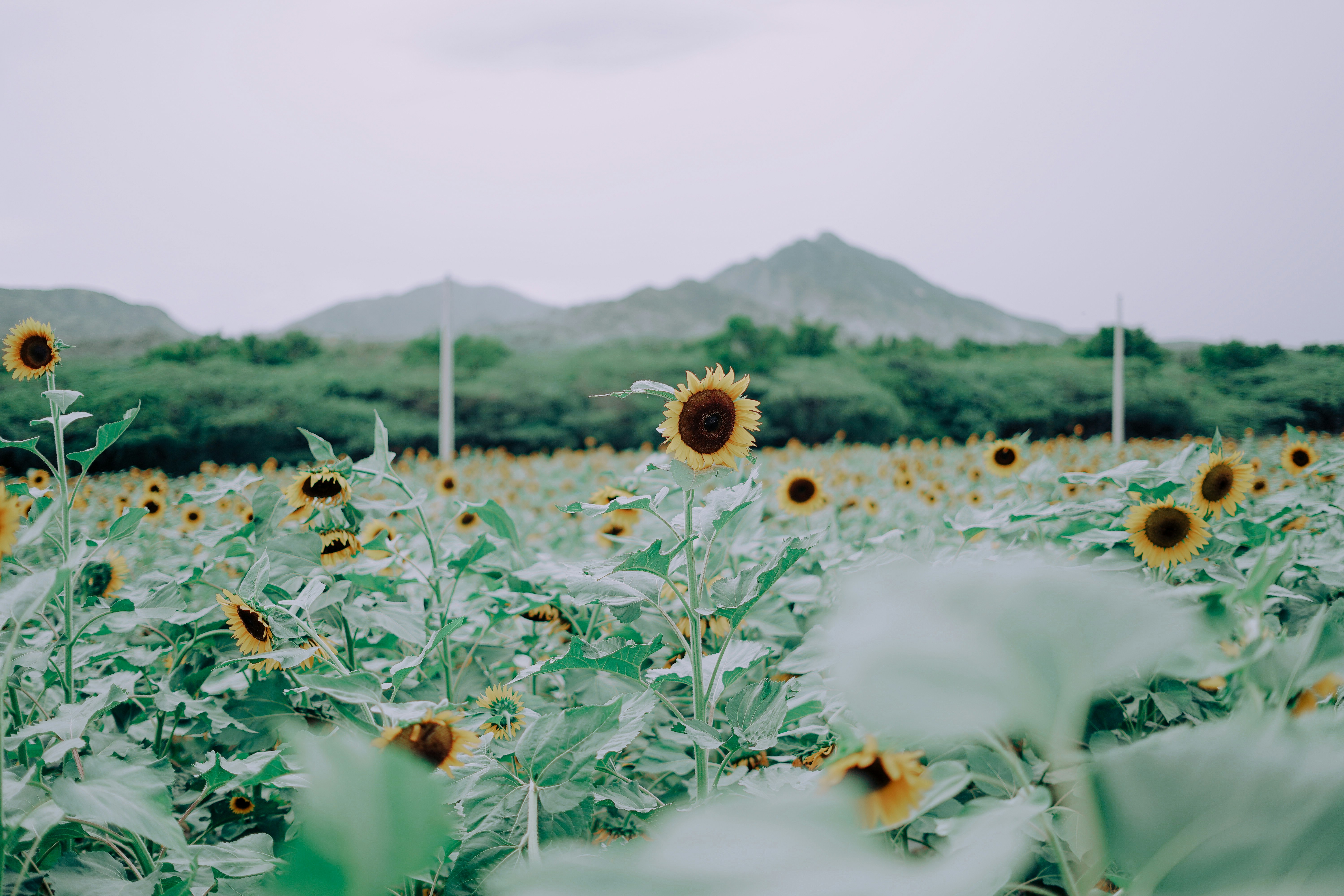a field of sunflowers with mountains in the background