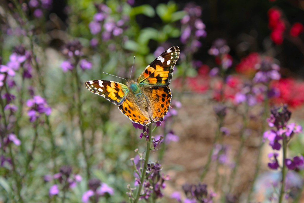 Butterfly Wings PNG