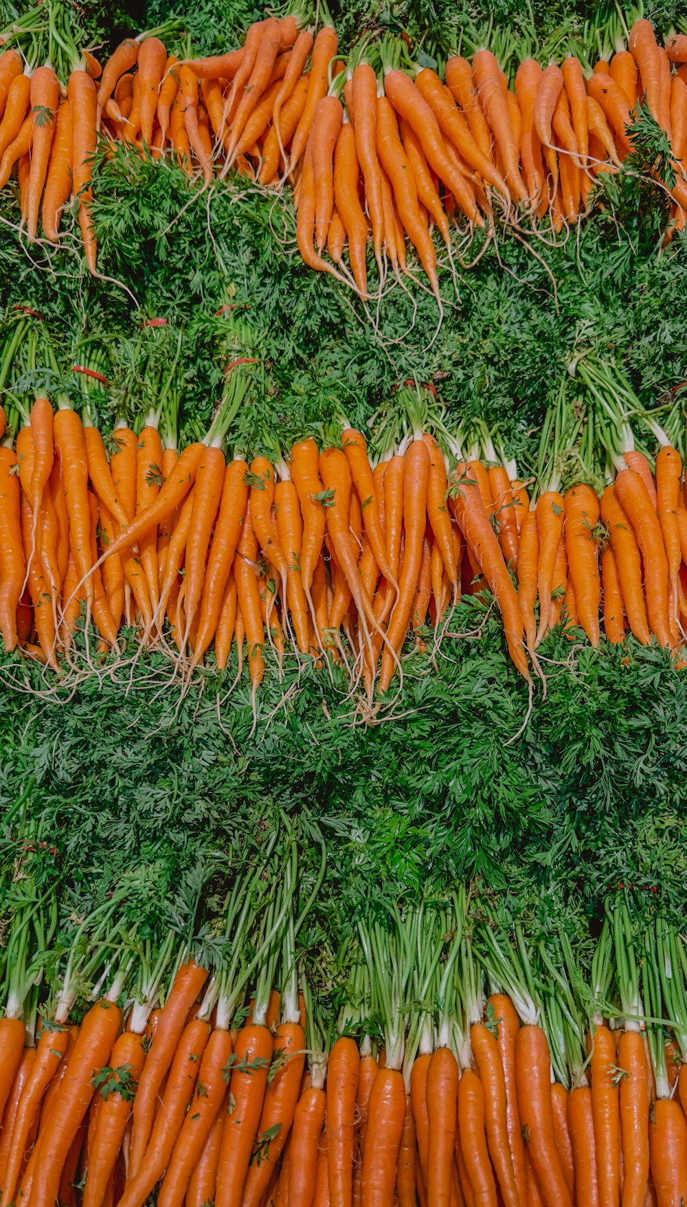 a bunch of carrots that are laying on a table