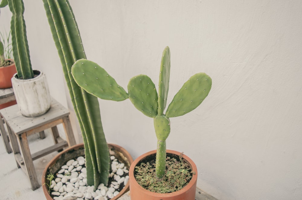 a couple of plants that are on a table