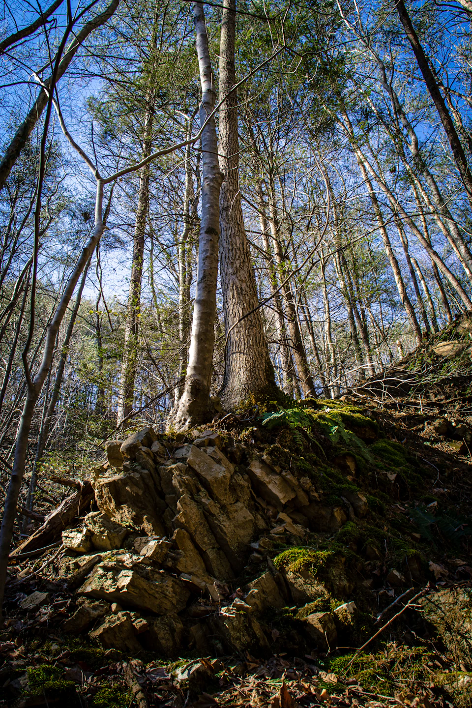 The image depicts a serene forest scene with tall, thin trees reaching towards the sky and their trunks adorned with moss. The ground is covered in a carpet of fallen leaves and rocks, creating a natural mosaic that adds texture to the landscape. The perspective of the photo is from below, looking up at the towering trees, giving a sense of scale and grandeur to the scene.