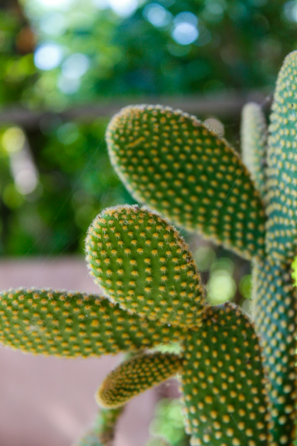 a close up of a green cactus plant