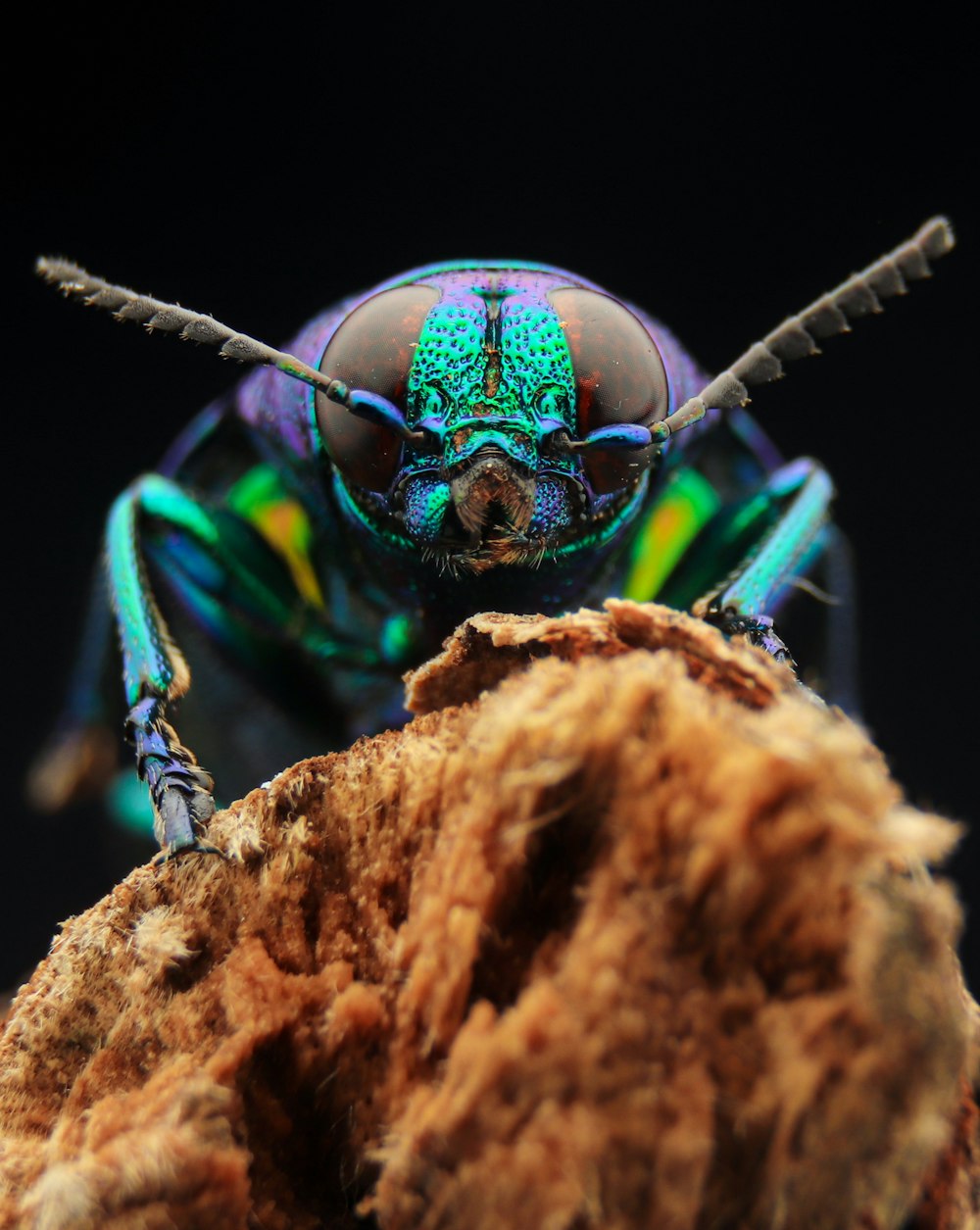 a close up of a bug on a rock