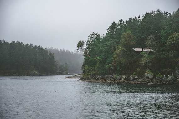 a body of water surrounded by trees on a foggy day