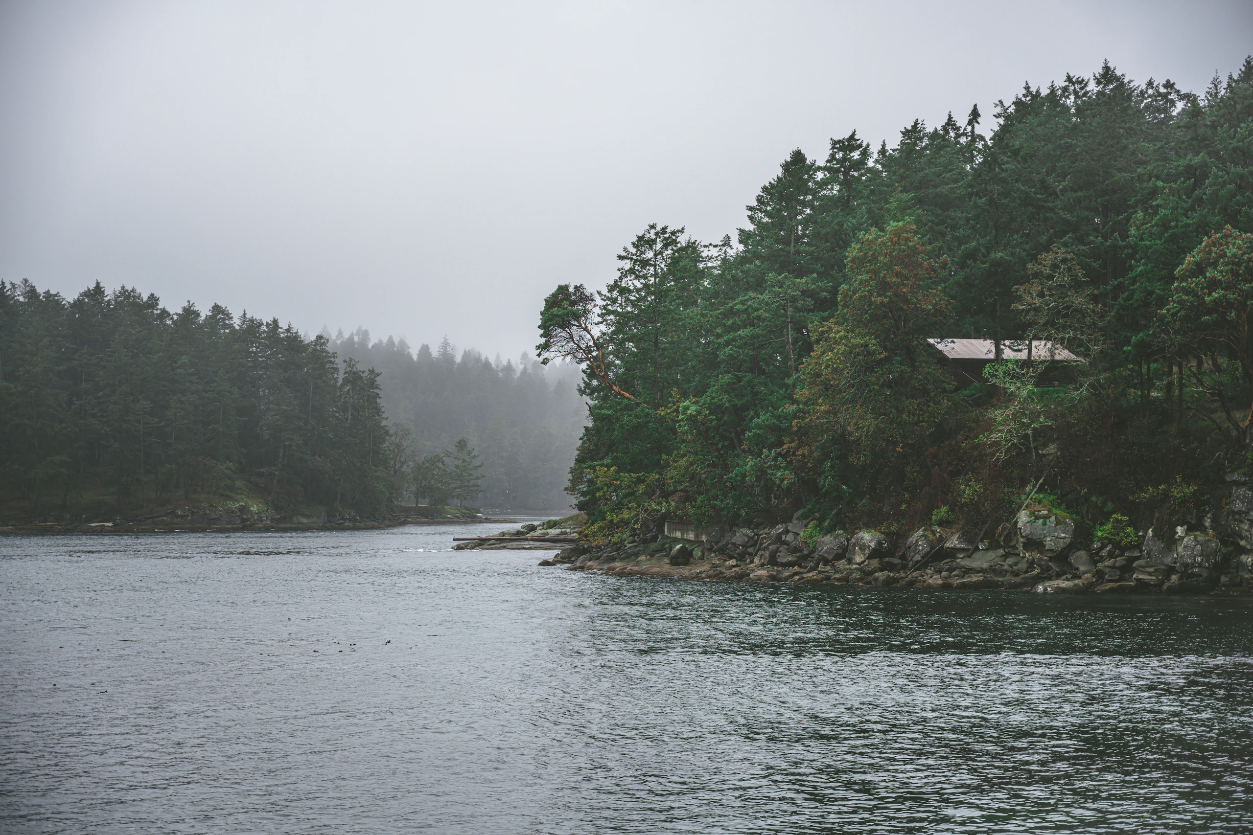 A quiet cove with evergreen trees at the water’s edge on a grey, foggy day
