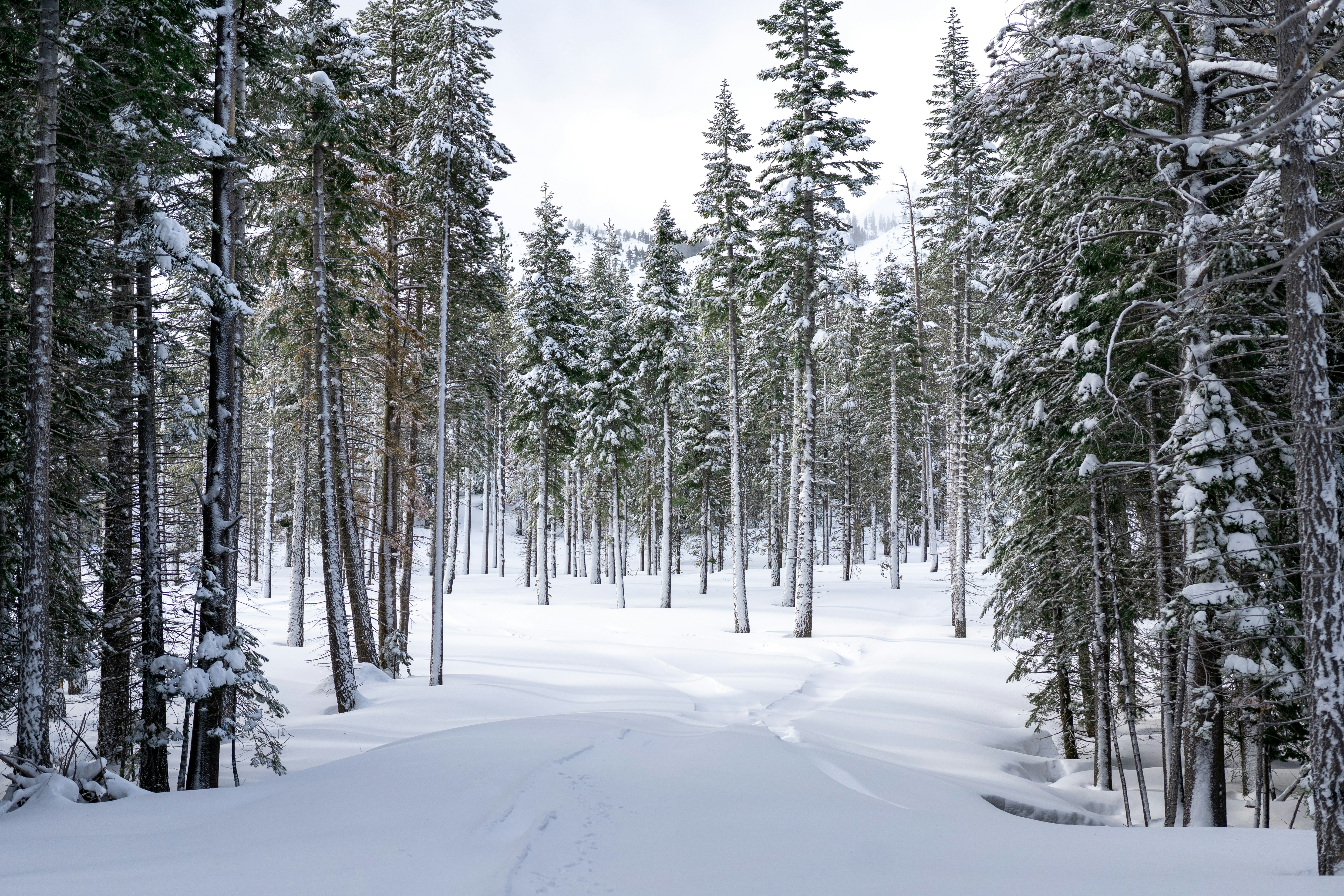 a snow covered forest filled with lots of trees