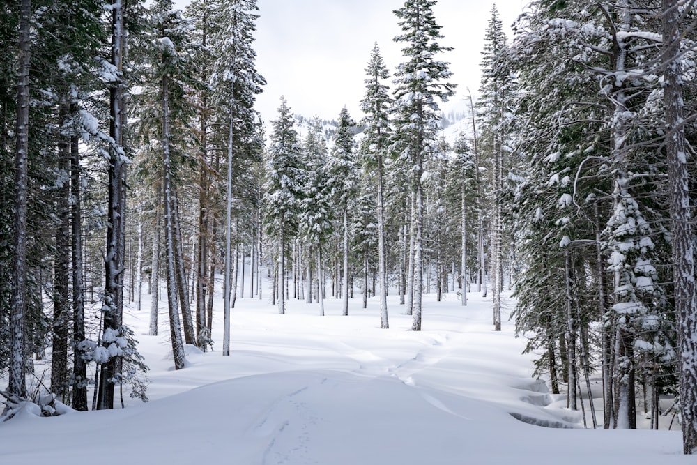 a snow covered forest filled with lots of trees