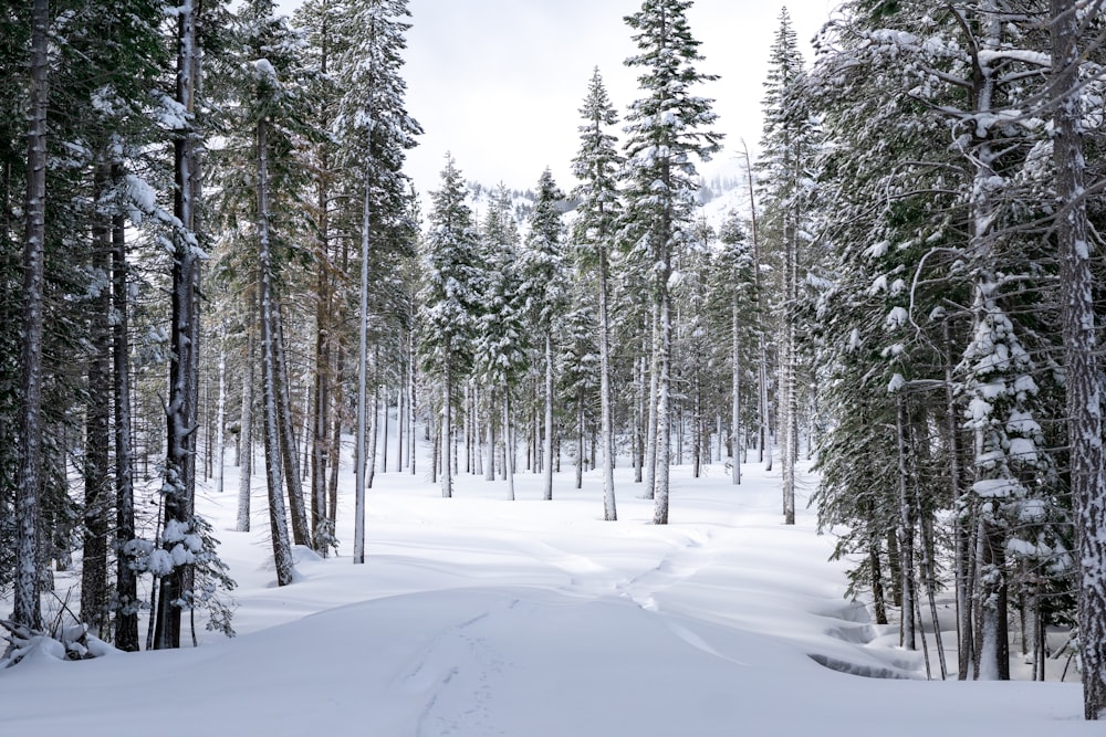 たくさんの木々が咲き誇る雪に覆われた森