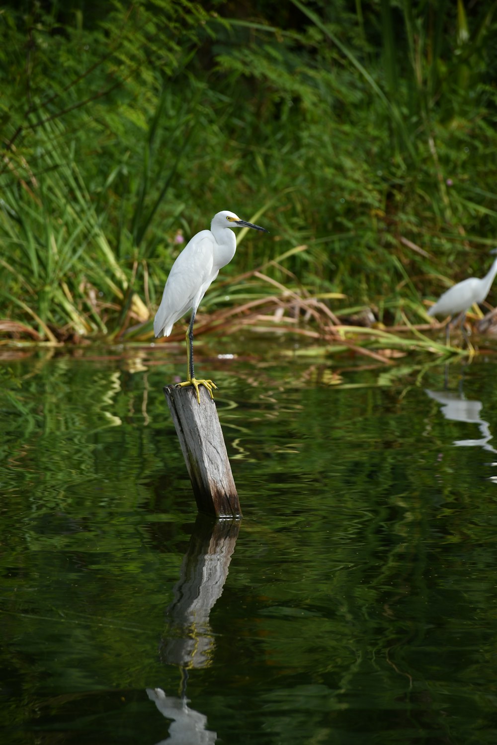 a white bird is standing on a log in the water