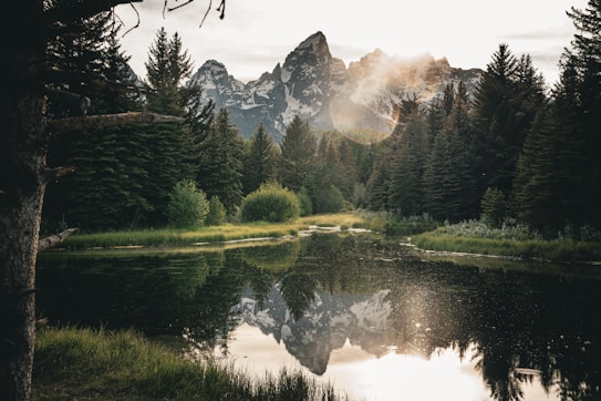 A tranquil landscape of tall pine trees surrounding a calm body of water that reflects the distant snow-capped mountains. The sunlight creates a lens flare effect, adding a warm glow to the scene. The lush greenery suggests a vibrant and untouched natural environment.