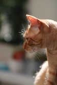 A close-up profile of an orange tabby cat, with soft fur illuminated by sunlight. The cat's pointed ears and whiskers are clearly visible, and its gaze is focused, creating a serene atmosphere. The background is blurred, emphasizing the cat as the main subject.
