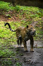 A jaguar with a spotted coat stands on a dirt path surrounded by lush greenery. Its powerful build and attentive posture suggest alertness as it gazes ahead under a canopy of trees.