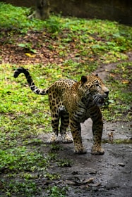 A jaguar with a spotted coat stands on a dirt path surrounded by lush greenery. Its powerful build and attentive posture suggest alertness as it gazes ahead under a canopy of trees.
