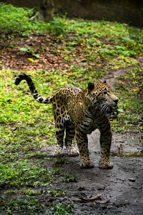 Image of a powerful Jaguar prowling through the forest, illustrating the Jaguar 700 mb internet plan.