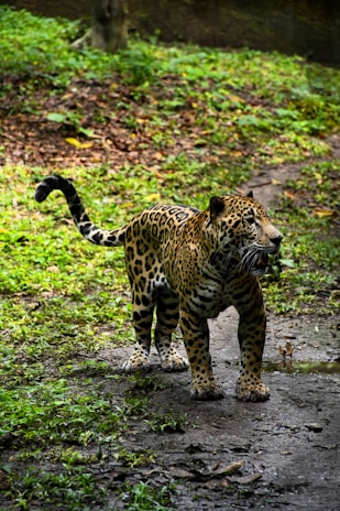 Close-up of a jaguar's intense eyes watching through dense jungle foliage in the Riviera Maya.