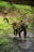 A jaguar with a spotted coat stands on a dirt path surrounded by lush greenery. Its powerful build and attentive posture suggest alertness as it gazes ahead under a canopy of trees.