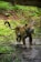 A jaguar with a spotted coat stands on a dirt path surrounded by lush greenery. Its powerful build and attentive posture suggest alertness as it gazes ahead under a canopy of trees.