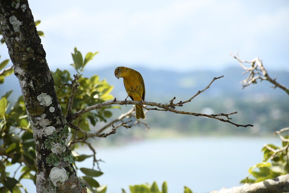 a yellow bird perched on a tree branch