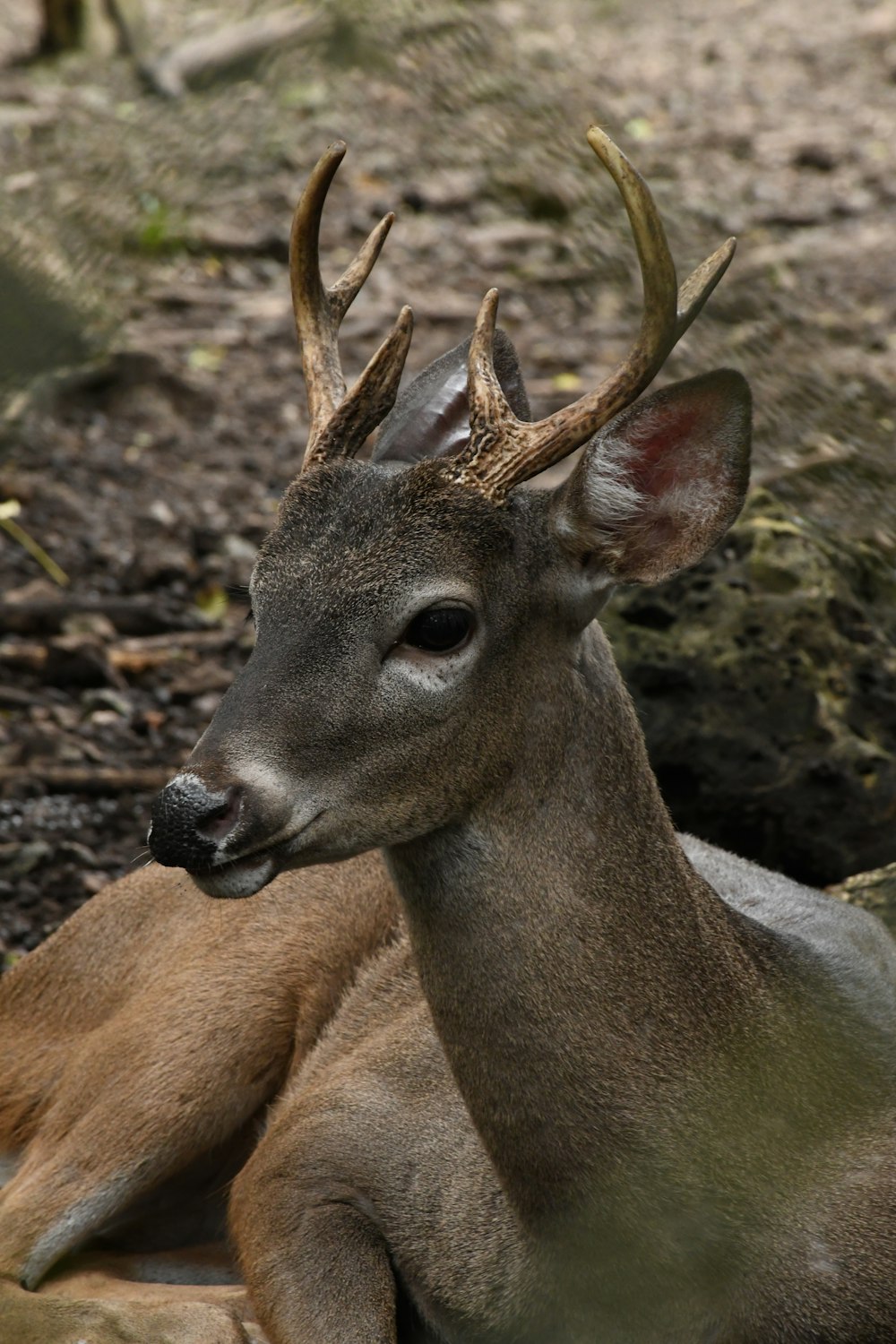 a deer laying on the ground in the woods