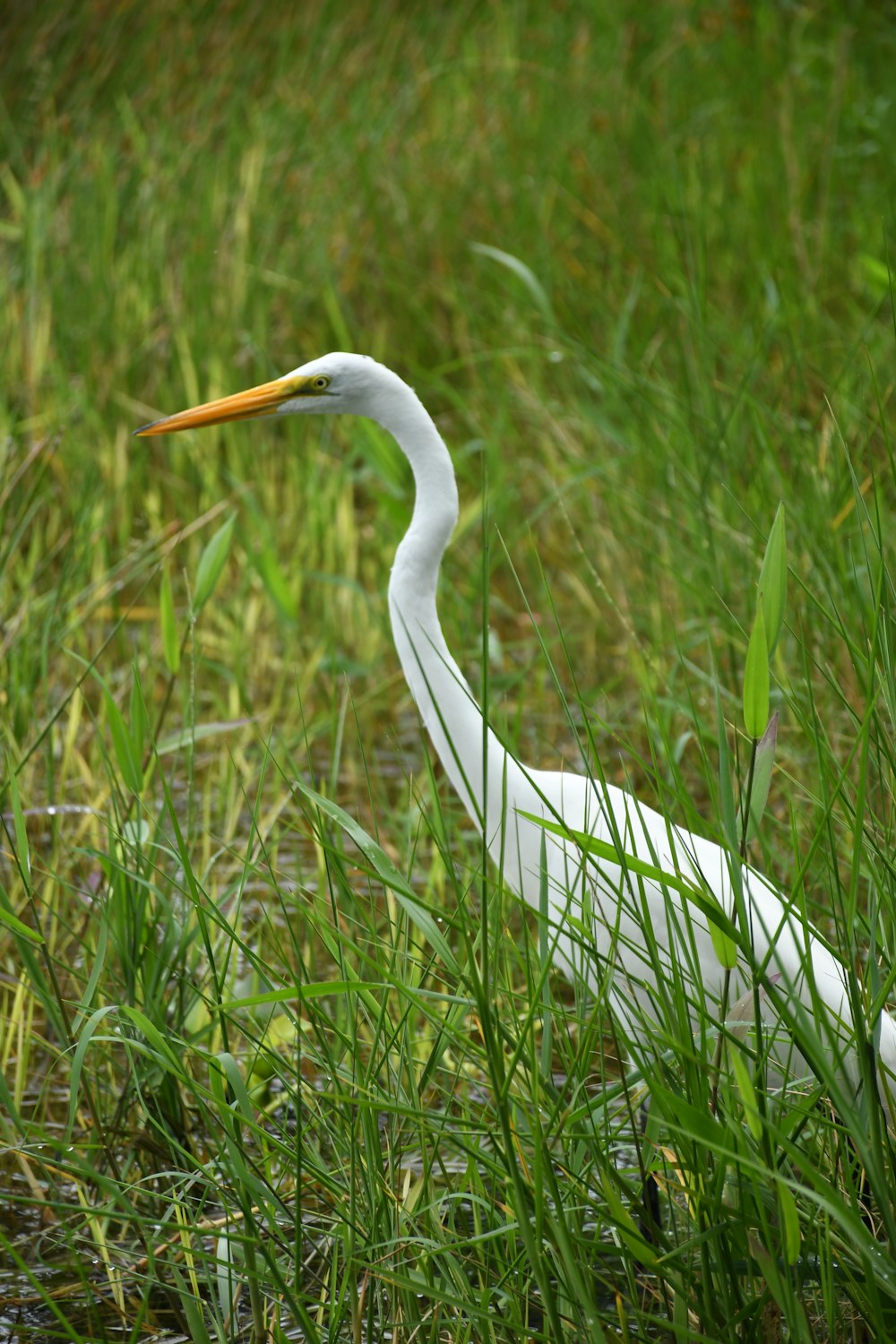 a white egret standing in a grassy field