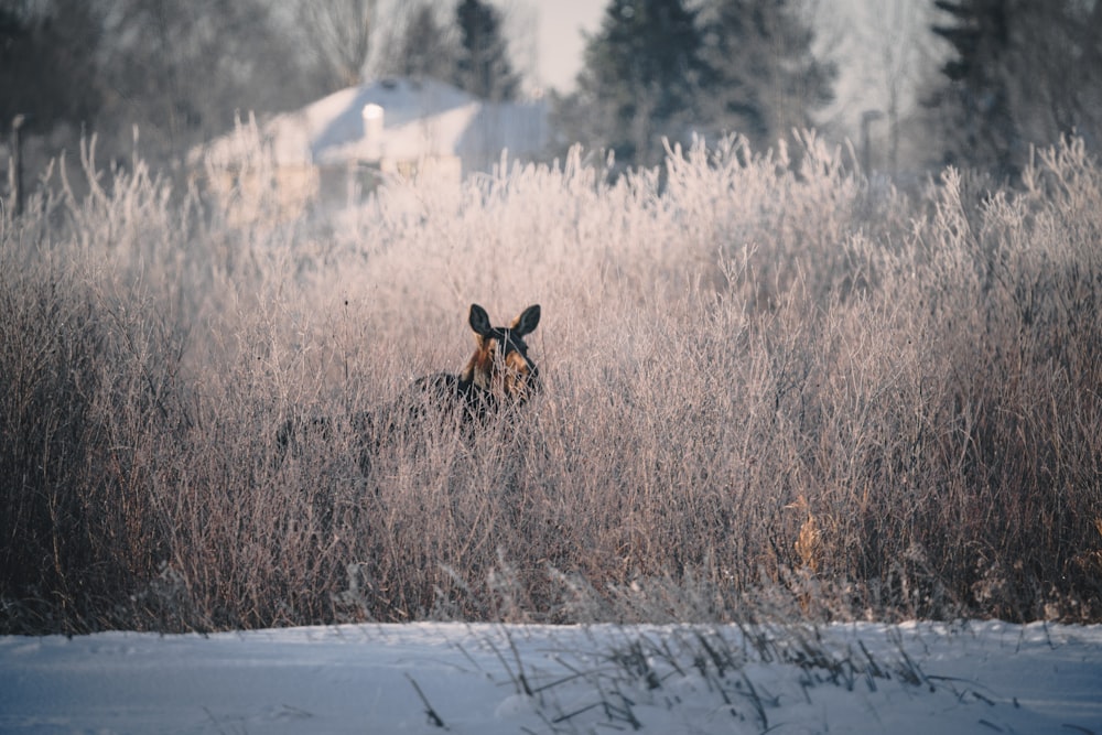 a deer standing in a field of tall grass