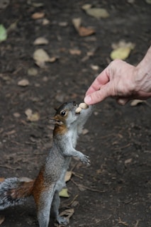 a person feeding a squirrel with a wooden stick