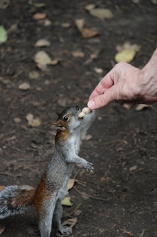 a person feeding a squirrel with a wooden stick
