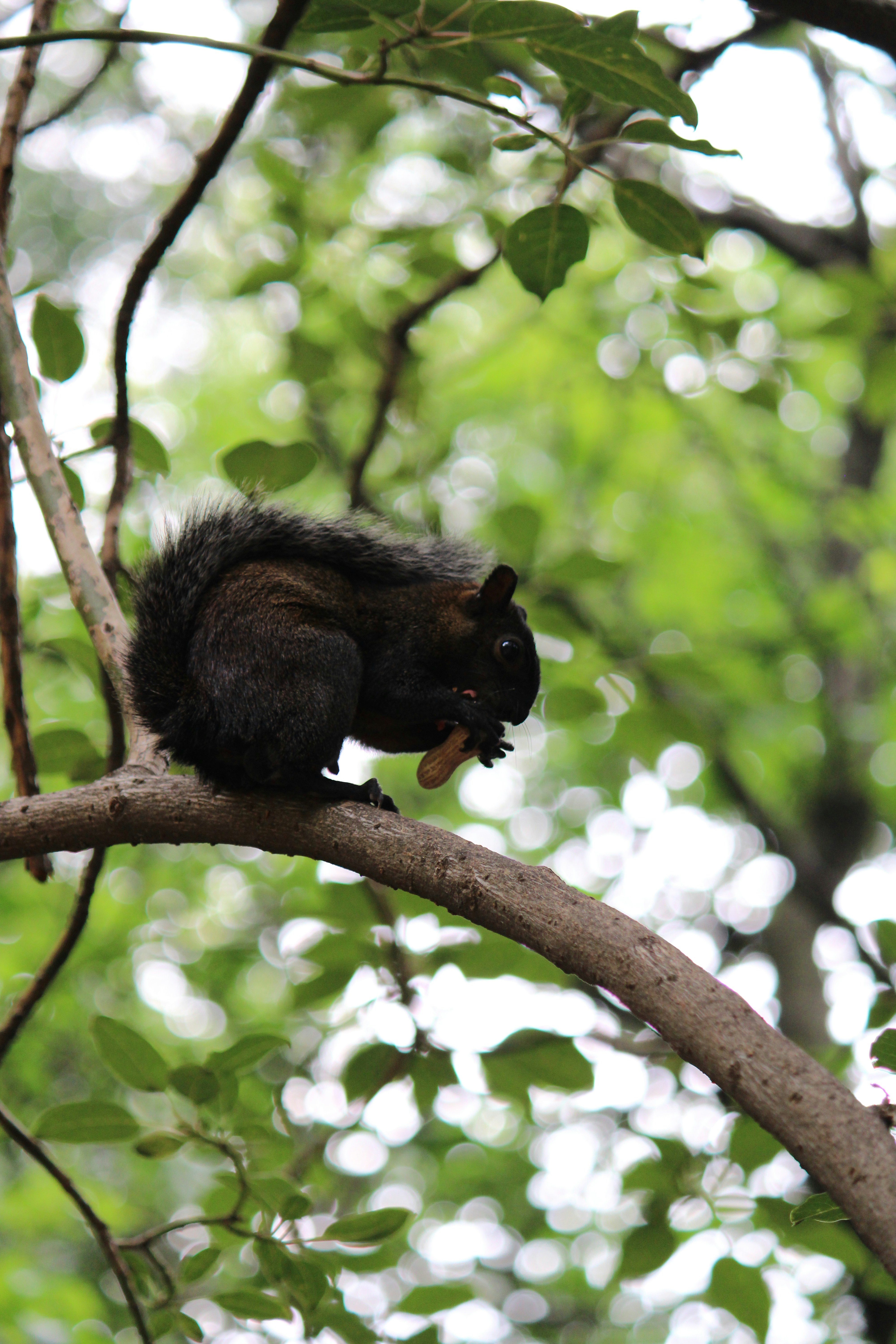 A squirrel is sitting on a tree branch photo – Free Animal Image on