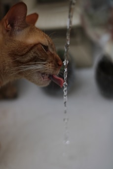 a cat drinking water out of a faucet