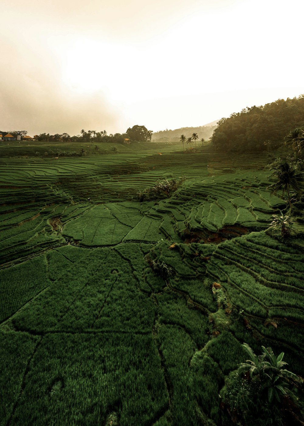 a green field with trees in the distance