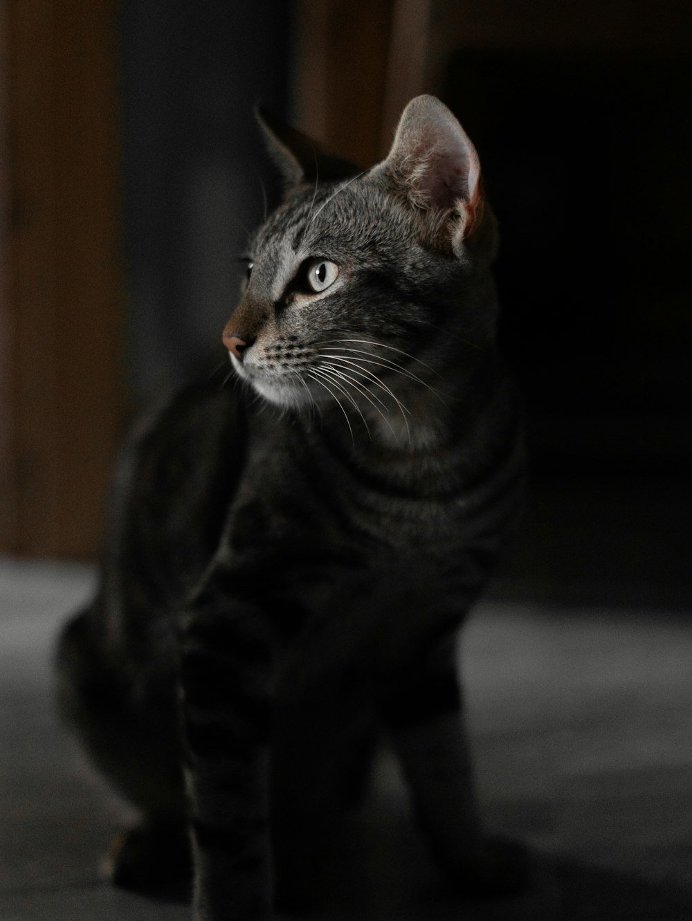 a black and gray cat standing on top of a hard wood floor