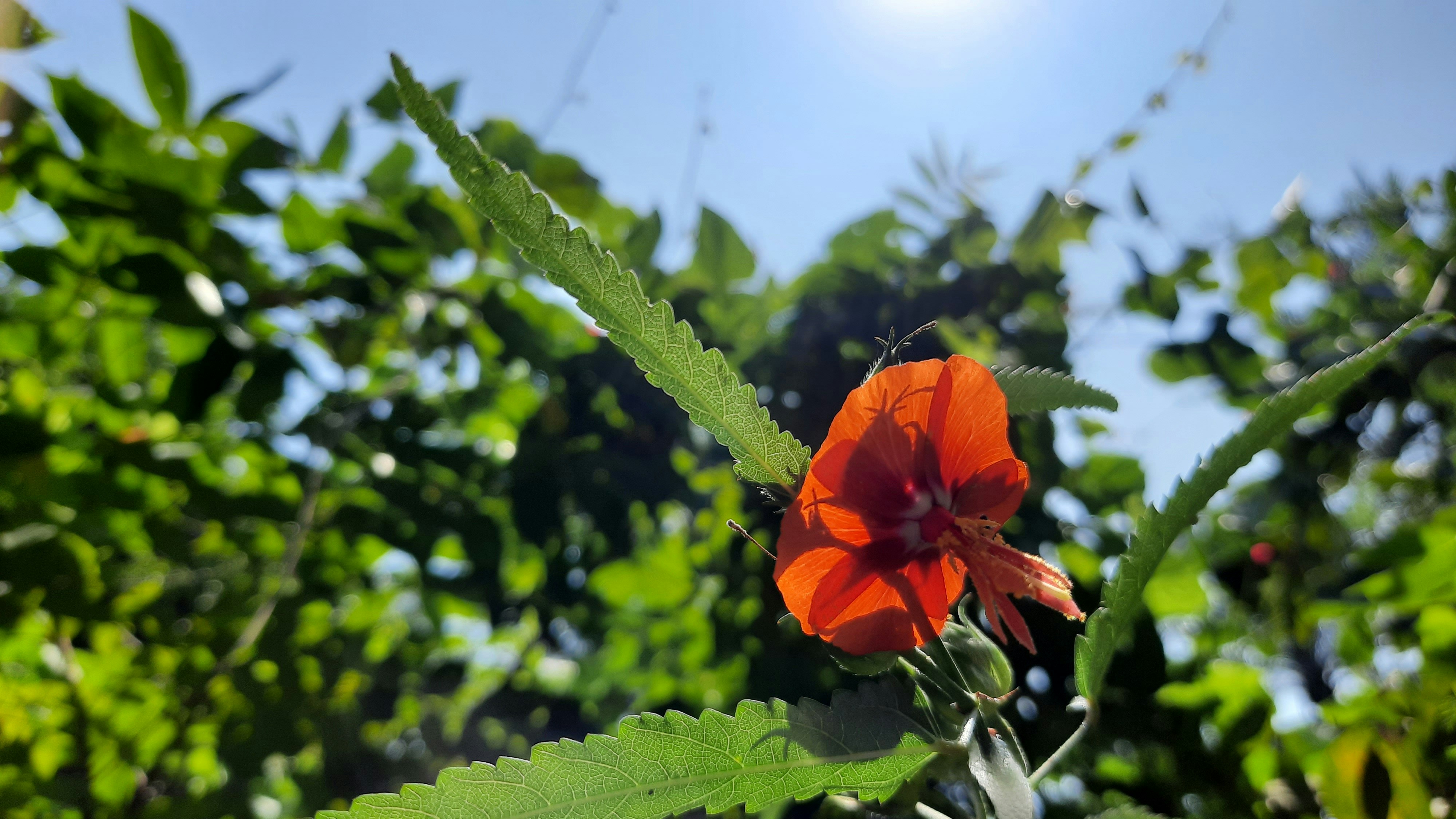 a red flower with green leaves on a sunny day