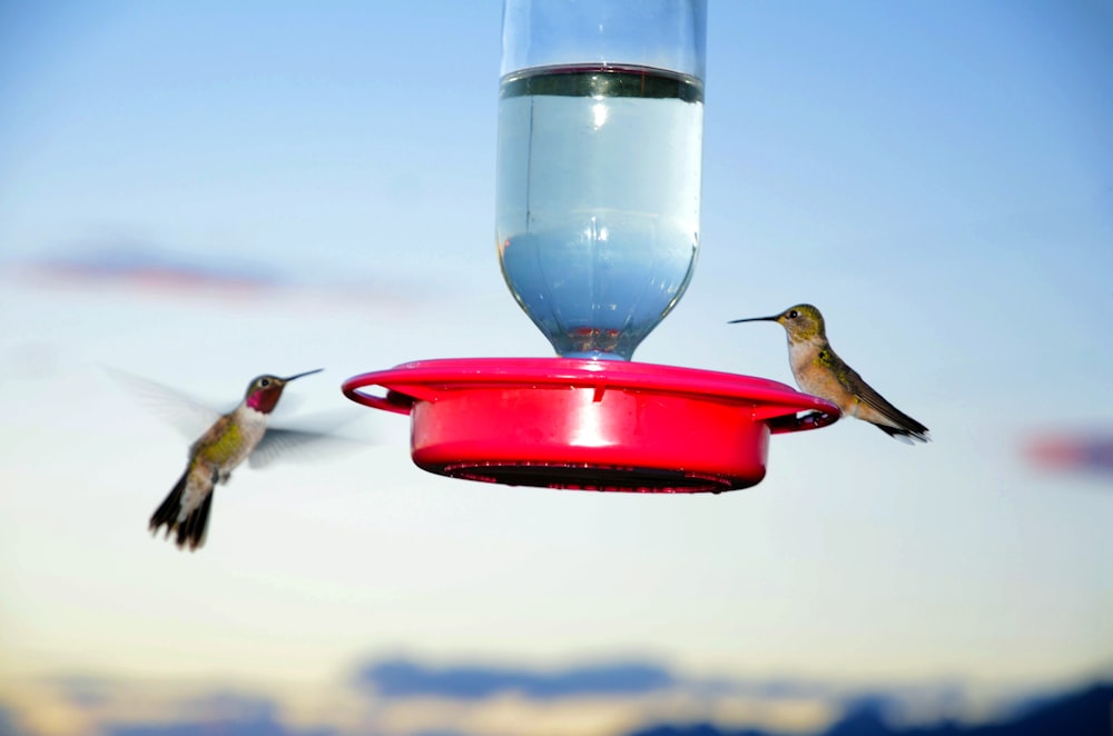 two hummingbirds are flying near a hummingbird feeder