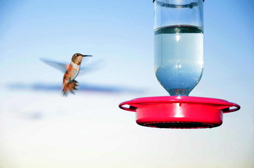 a hummingbird flying towards a hummingbird feeder