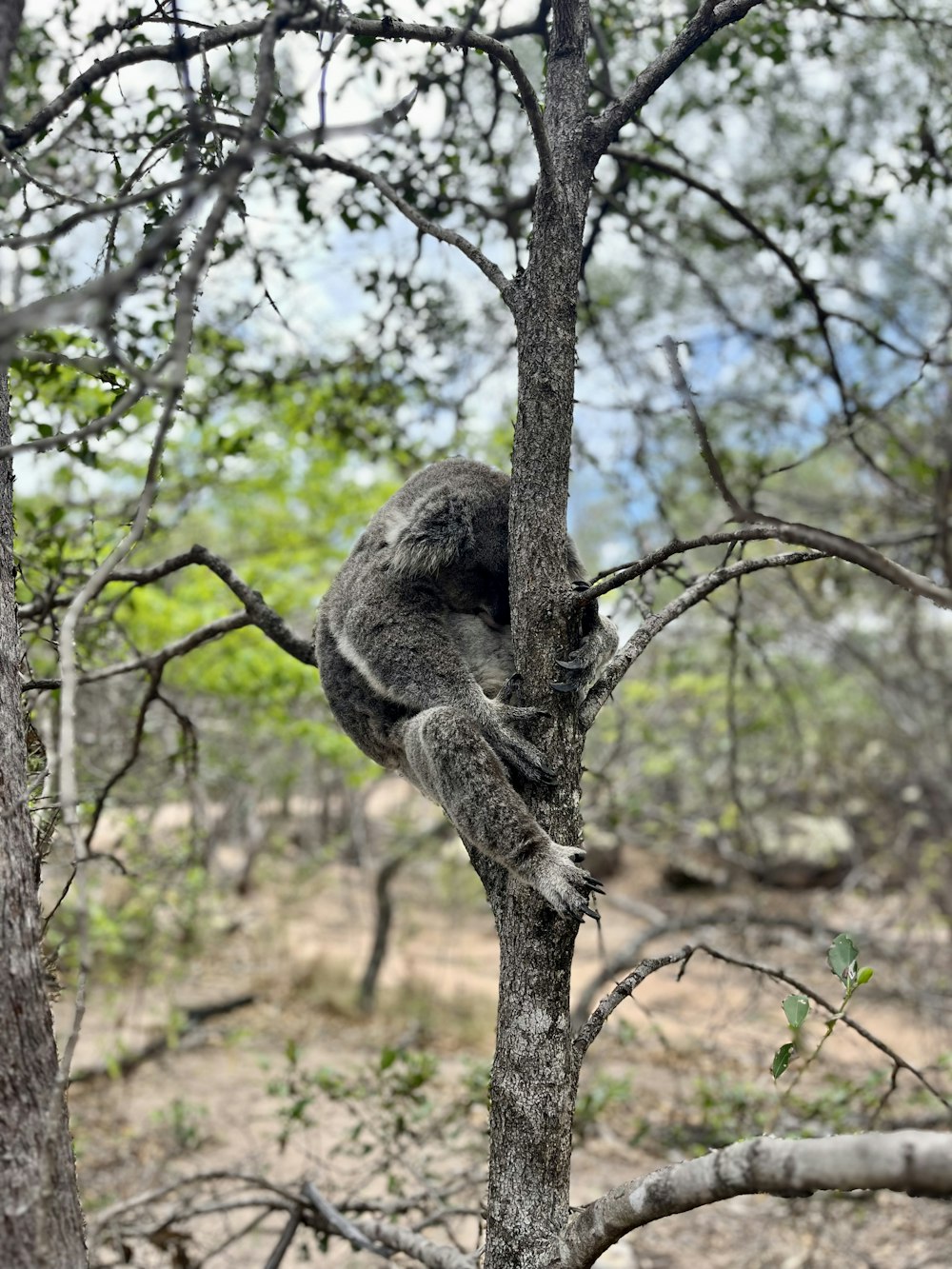 a koala climbing a tree in the wild