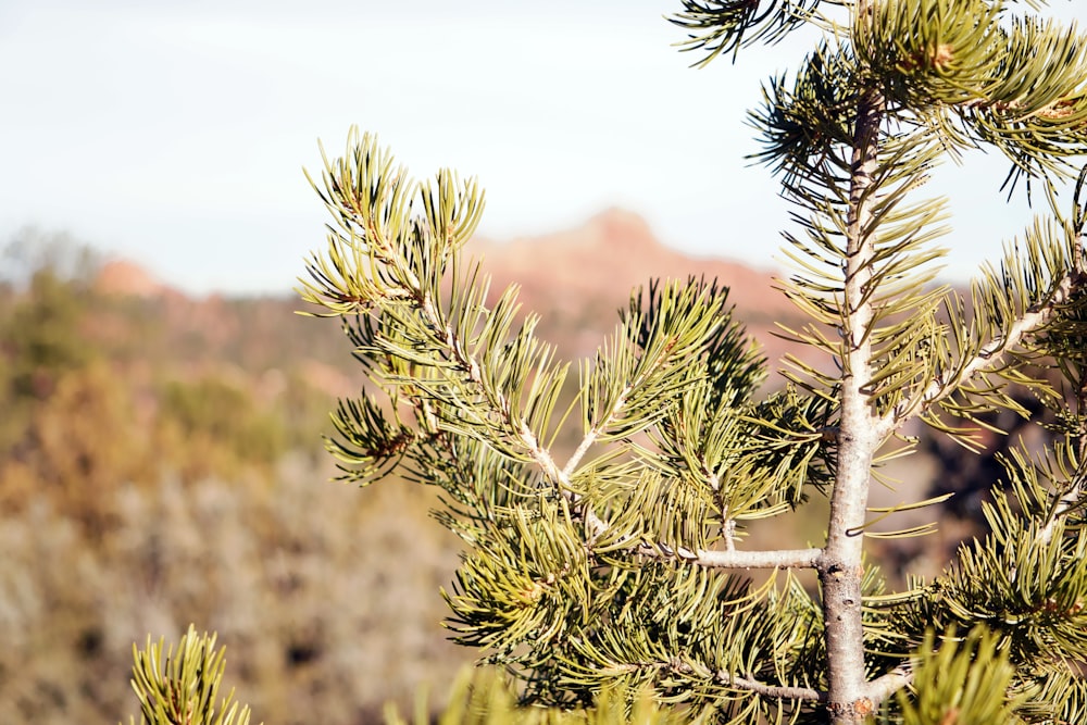 a close up of a pine tree with a mountain in the background