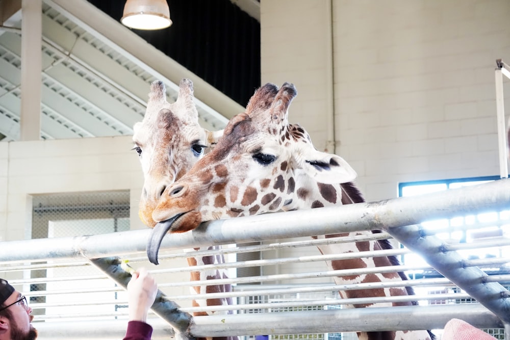 a couple of giraffe standing next to each other