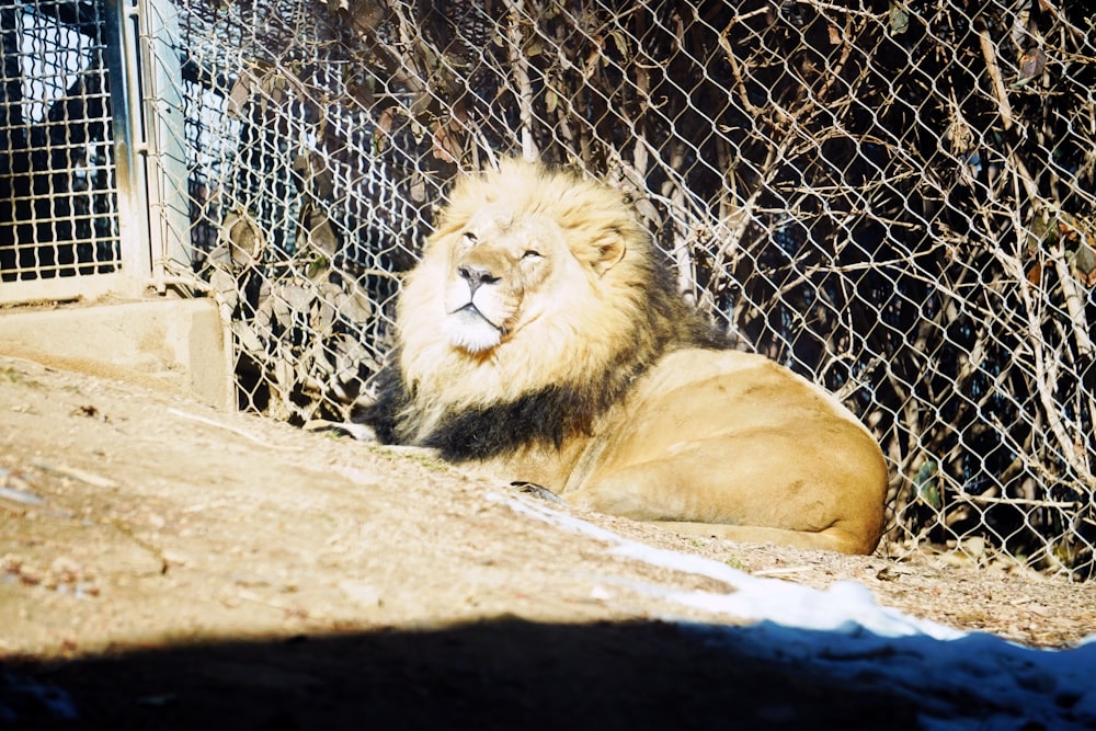 a large lion laying on the ground next to a fence