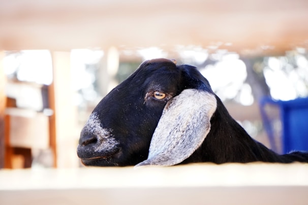 A close-up of a happy LaMancha goat with its distinctive small ears standing in a sunny Missouri pasture.