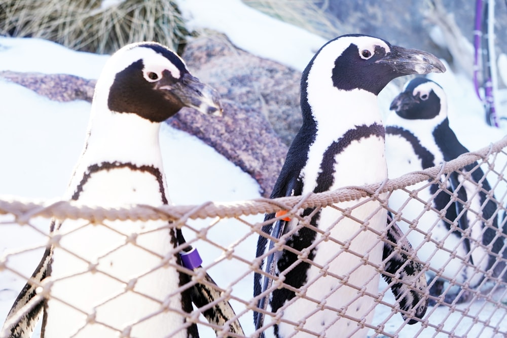 a group of penguins standing next to each other