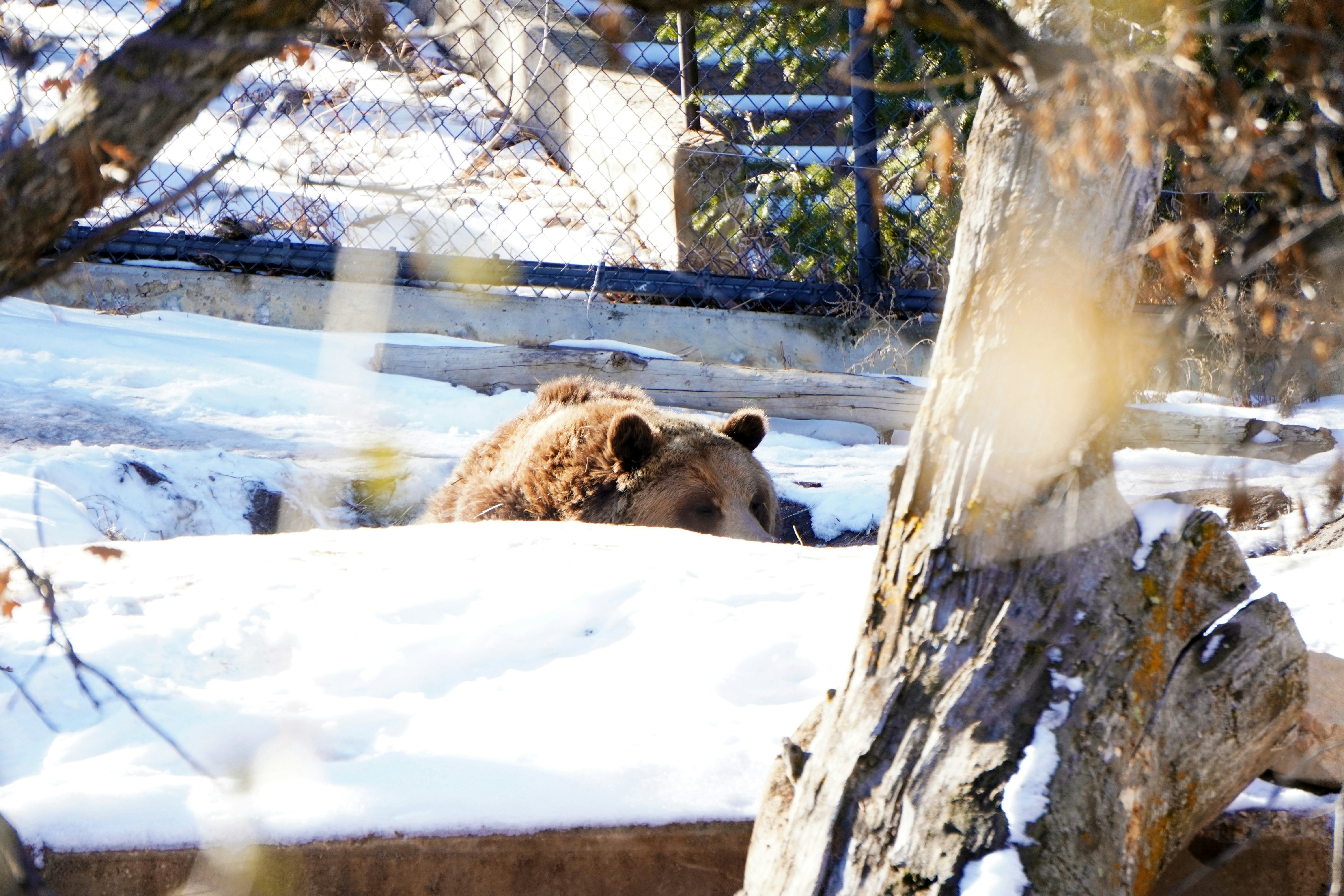 A brown bear laying in the snow next to a tree photo – Free Animal ...