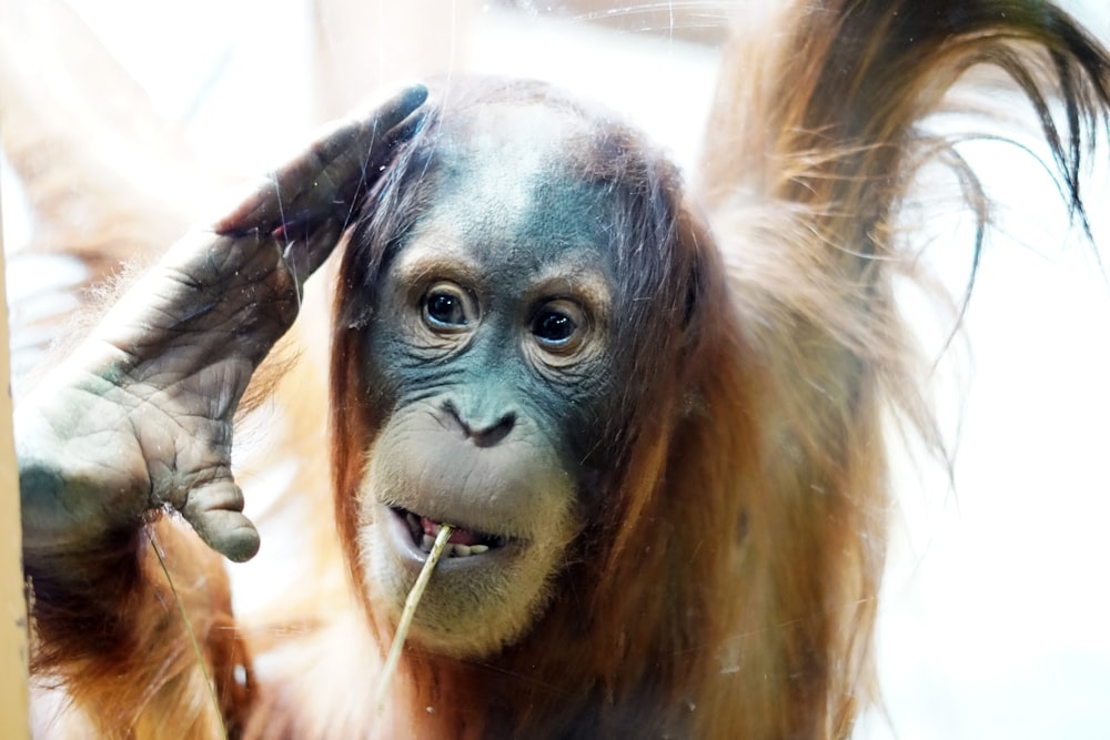 a close up of a monkey holding a stick