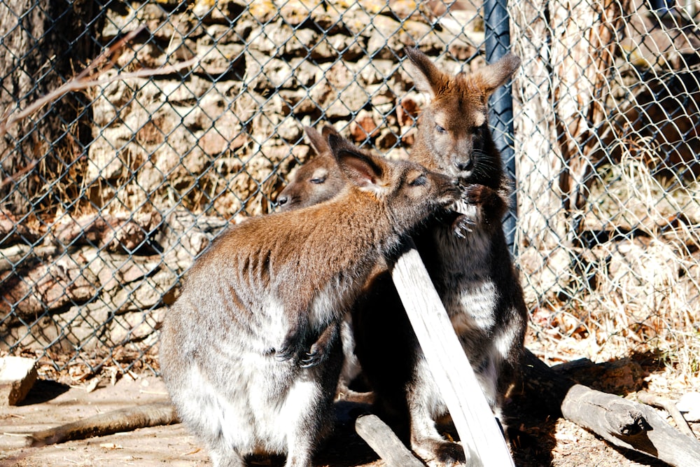 a couple of animals that are next to a fence