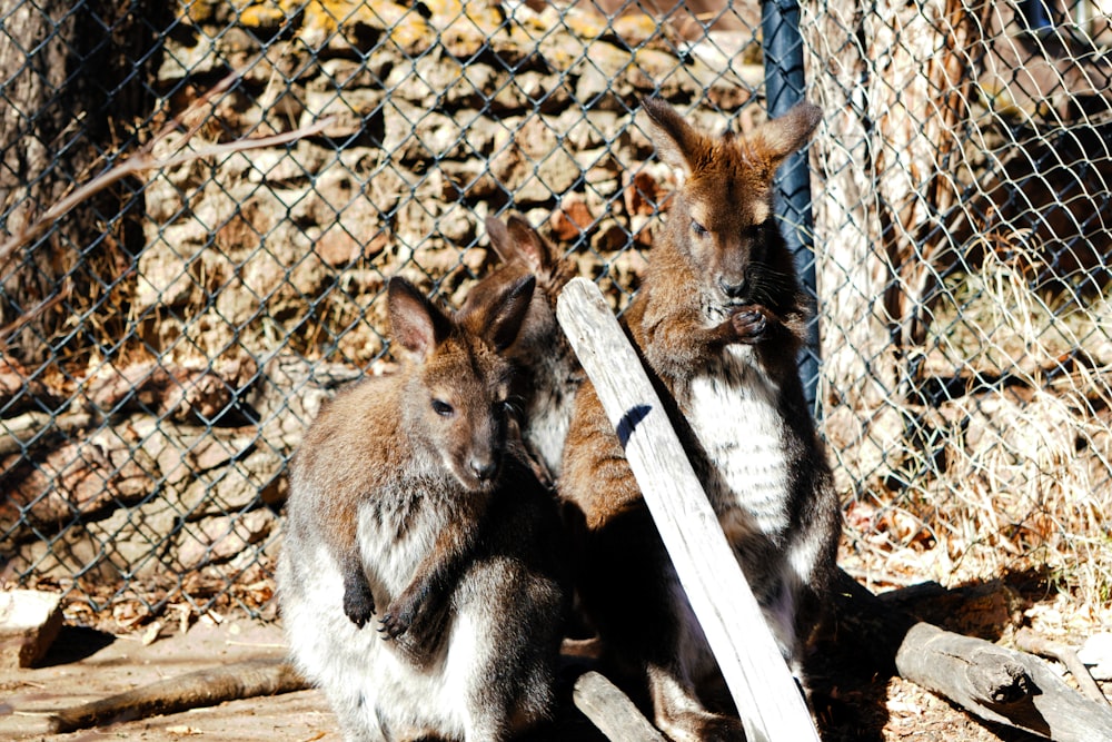 a couple of animals that are by a fence