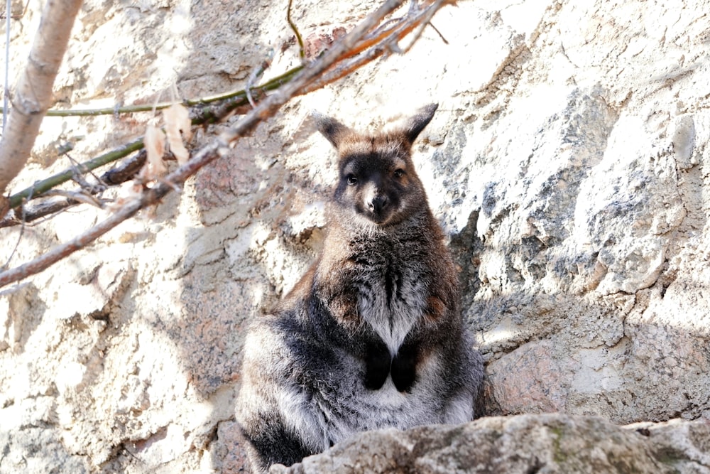 a kangaroo standing on its hind legs on a rock