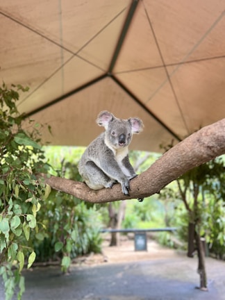 A koala is perched on a tree branch, surrounded by lush greenery. The scene is set under a canopy structure, with natural light filtering through.