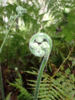 A close-up view of a young fern frond slowly uncurling as part of its natural growth process. The background features a lush, green forest setting filled with various ferns.
