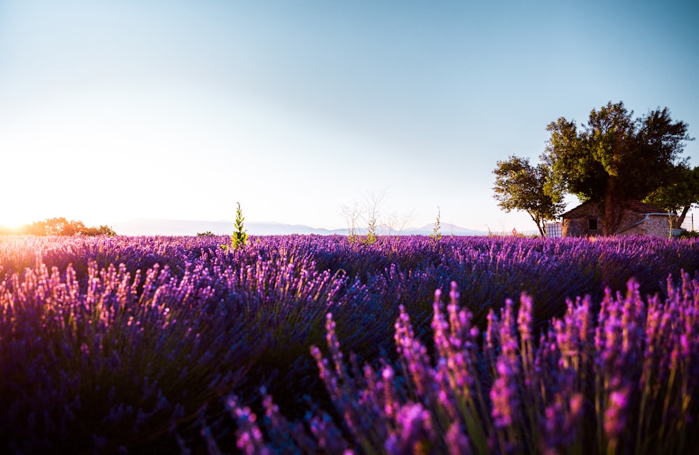 a field of lavender flowers with a house in the background