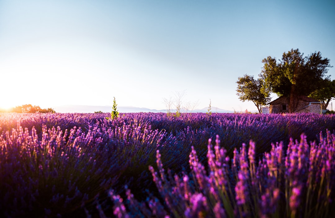 a field of lavender flowers with a house in the background,