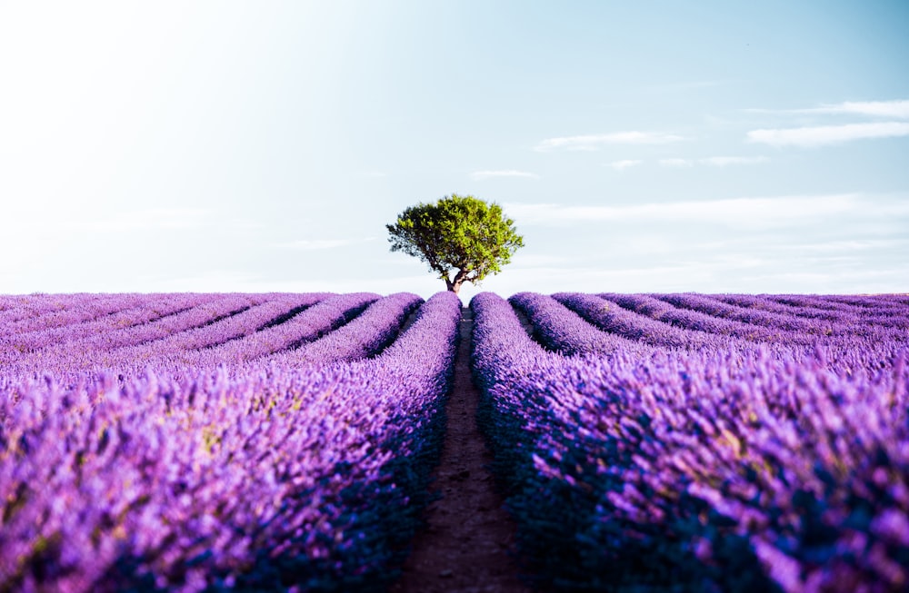 a lone tree in the middle of a lavender field